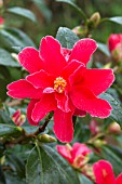 Camellia Freedom Bell