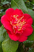 Camellia Bleunienn an Trev