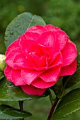 Camellia Hippolyte Thoby