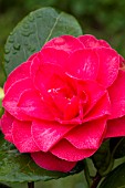 Camellia Hippolyte Thoby