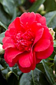 Camellia General Dwight Eisenhower