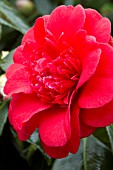 Camellia General Dwight Eisenhower