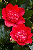 Camellia Bobs Tinsie