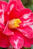 Camellia Donckelarii
