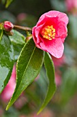 Camellia Cornish Spring