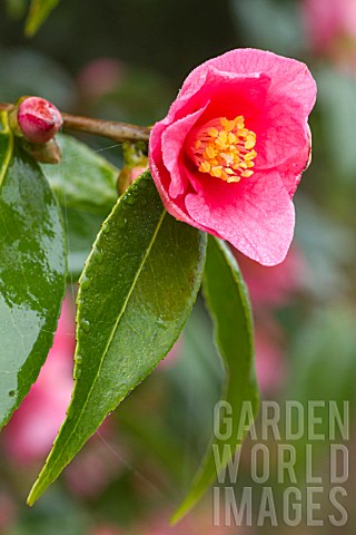 Camellia_Cornish_Spring