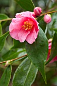 Camellia Cornish Spring