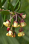 Pittosporum bicolor