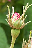 Damascus rose-tree in bud