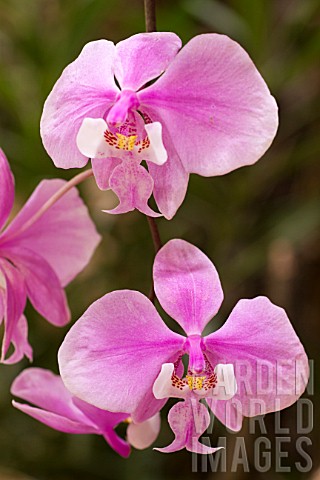 Phalaenopsis_schilleriana