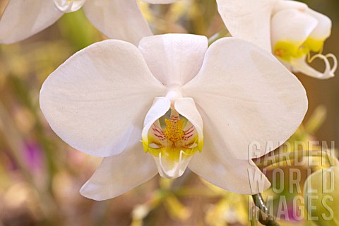 Phalaenopsis_amabilis