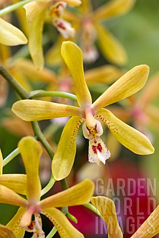 Phalaenopsis_Bronze_Maiden_Phalaenopsis_mannii_x_P_schilleriana