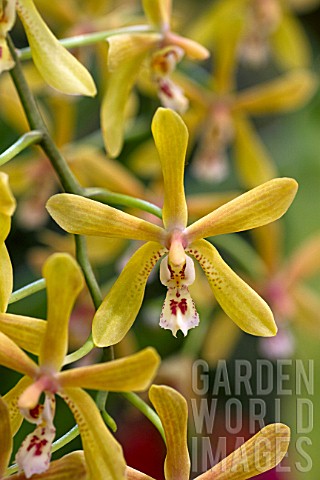 Phalaenopsis_Bronze_Maiden_Phalaenopsis_mannii_x_P_schilleriana