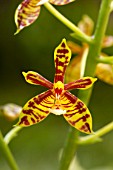 Phalaenopsis mannii