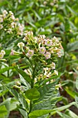 Nicotiana tabacum flowering