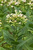 Nicotiana tabacum flowering