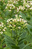 Nicotiana tabacum flowering