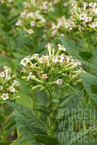 Nicotiana_tabacum_flowering