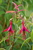 Fuchsia hatschbachii