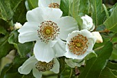 Eucryphia cordifolia