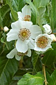 Eucryphia cordifolia