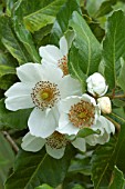 Eucryphia cordifolia