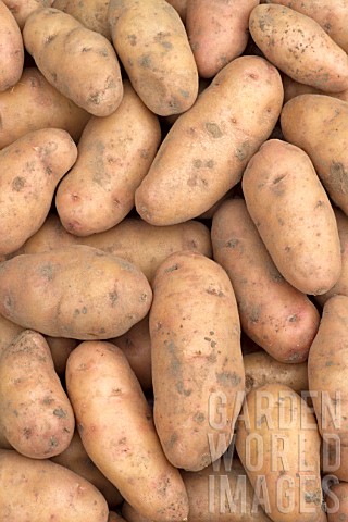 Harvest_of_potatoes_Corne_de_Gatte