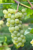 Grapes Pinot Blanc