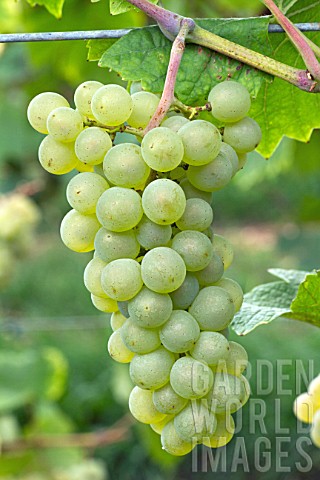 Grapes_Pinot_Blanc