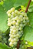 Grapes Pinot Blanc