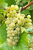 Grapes Pinot Blanc