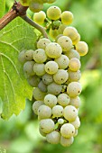 Grapes Sylvaner