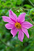 Dahlia tenuicaulis in bloom in a garden