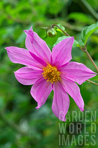 Dahlia_tenuicaulis_in_bloom_in_a_garden