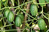 Melothria scabra (Mexican sour gherkin cucumber)