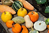 Cucurbita maxima, harvest of squashes in a kitchen garden