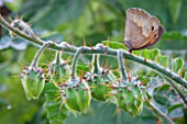 Solanum sisymbrifolium, unripe fruits with a butterfly