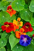 Tropaeolum majus) and Ipomoea purpurea