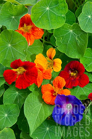 Tropaeolum_majus_and_Ipomoea_purpurea