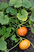 Cucurbita turbaniformis, squashes in a kitchen garden