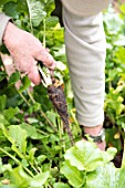 Harvest of black radishes