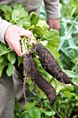 Harvest of black radishes