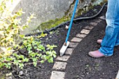 Sowing a lawn on a garden path