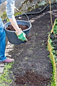 Sowing a lawn on a garden path