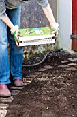 Sowing a lawn on a garden path