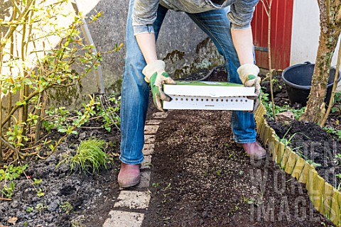 Sowing_a_lawn_on_a_garden_path