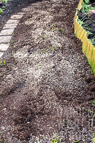 Sowing_a_lawn_on_a_garden_path