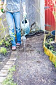 Sowing a lawn on a garden path