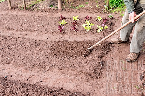 Preparing_the_kitchen_garden_soil_before_sowing