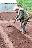 Preparing the kitchen garden soil before sowing